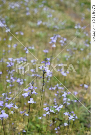 ゴマノハグサ科 雑草の写真素材 ゴマノハグサ科 雑草の写真素材