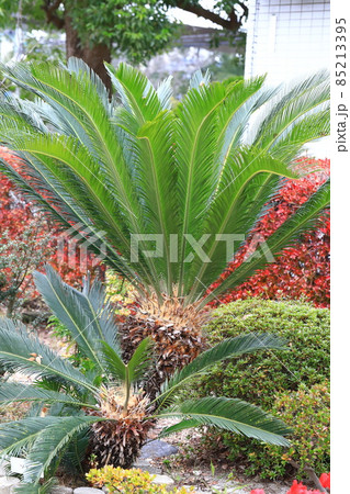 蘇鉄 植物 花 鉄樹の写真素材