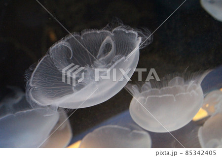 逆さクラゲ 自宅生活をちょっと楽しく：見た目が逆さの『サカサクラゲ』飼育方法