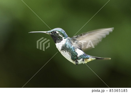 ハチドリ 鳥 ハミングバード 野鳥の写真素材 - PIXTA