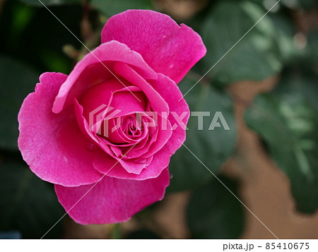 バラ アライブ ばら 薔薇の写真素材