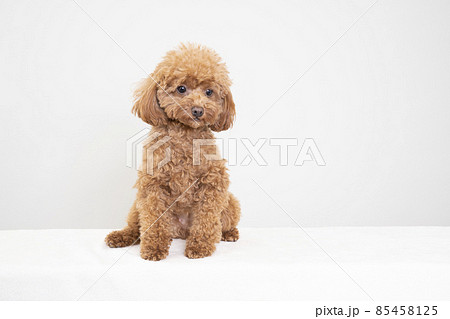 犬 トイプードル 座る おすわりの写真素材 - PIXTA