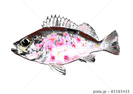 めばる, 水彩, 描かれた, 魚 めばる, 水彩, 描かれた, 魚 アクリル画 魚 メバル #288 - YouTube