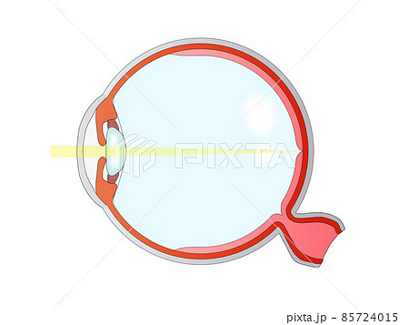 眼球解剖図 掛軸 昭和レトロ￼ Amazon.co.jp: 眼球模型 - 目のモデル、解剖モデル、人間の目の解剖