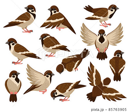 スズメ 飛ぶのイラスト素材