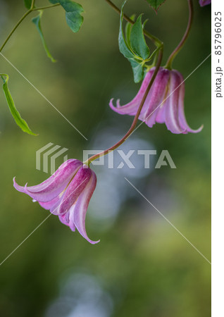 凛とした花の写真素材