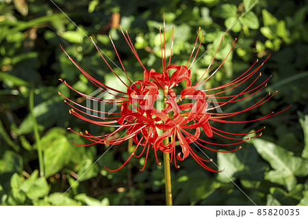 彼岸花 花 植物 毒々しいの写真素材