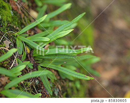 隠花植物の写真素材