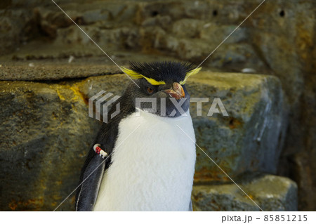 イワトビペンギン キャラクターの写真素材