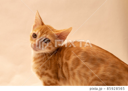 ドラゴンボール - 茶虎猫 0151aceb1f95dec8ad6e4379e9784d