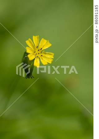 キク目キク科タンポポ属の写真素材