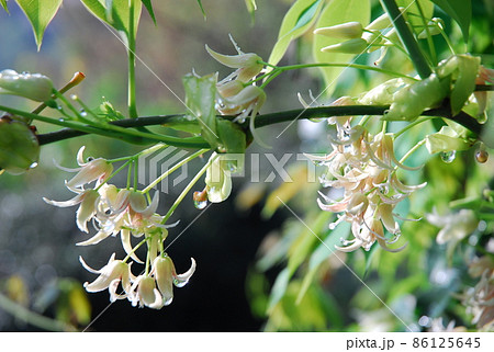 郁子の花の写真素材