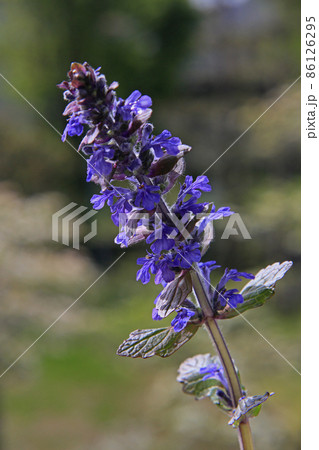 十二単 ジュウニヒトエ 花 植物の写真素材