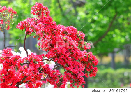 ネパール国花の写真素材