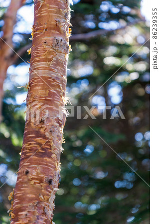 岳樺 ダケカンバ 樹皮 幹の写真素材