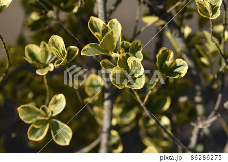 葉 マサキ 植物の写真素材 葉 マサキ 植物の写真素材