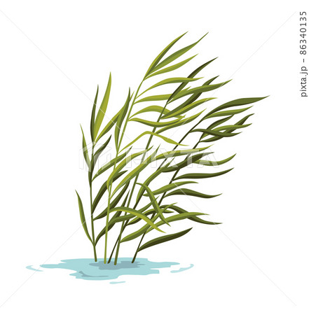 イラスト クリップアート 葦 白バック ヨシの写真素材