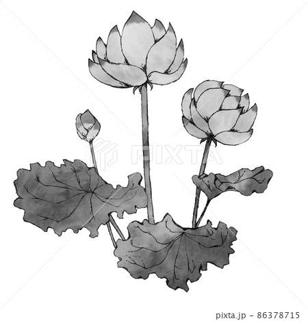 花 モノクロ 蓮 白黒の写真素材