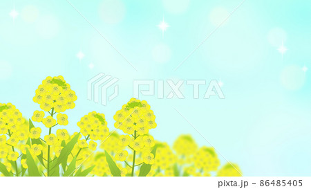 菜の花畑のイラスト素材