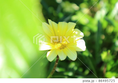 凛とした花の写真素材