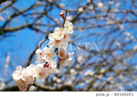 初春の花木の写真素材