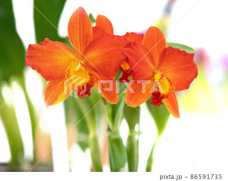 カトレア 花 植物 オレンジ色の写真素材 - PIXTA