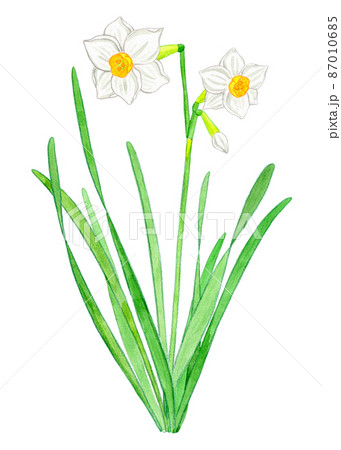 水仙のイラスト素材 水仙のイラスト素材