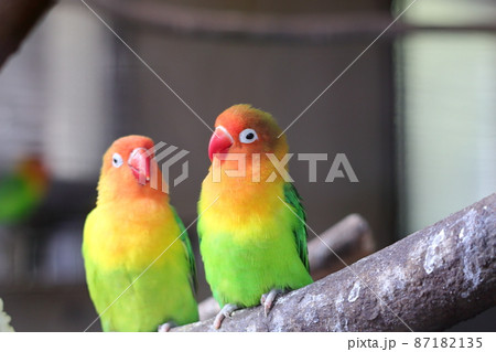 鳥 二羽 小鳥 インコの写真素材 - PIXTA