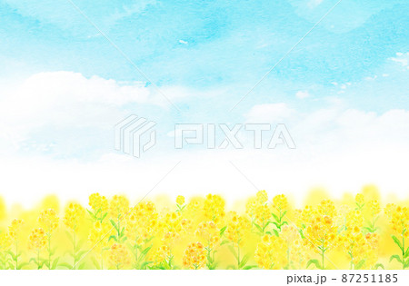 菜の花畑のイラスト素材