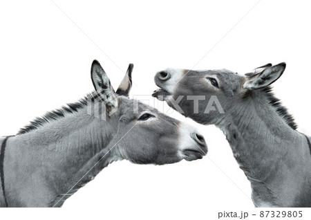 馬 ロバ ラバ 動物の写真素材