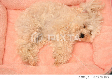 マルプーの写真素材