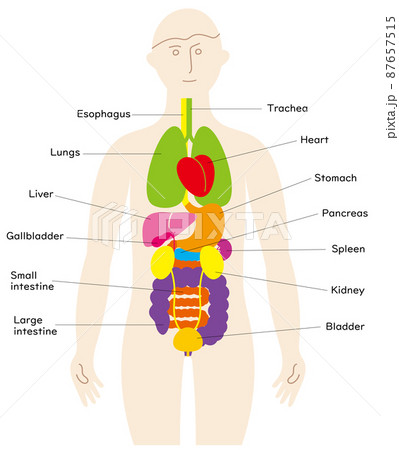 内臓 図 名称 人体図のイラスト素材