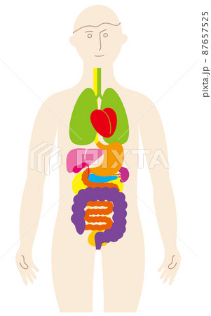 五臓六腑 人体 図の写真素材