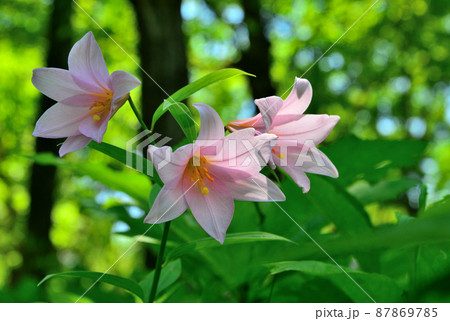 ひめさゆりの小径の写真素材 ひめさゆりの小径の写真素材