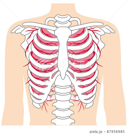 肋骨骨折の写真素材