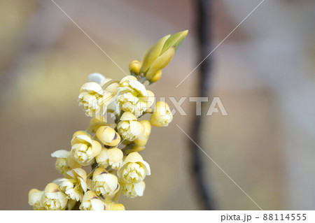 あおもじ 青文字 花の写真素材