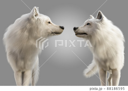 オオカミ 狼 のイラスト素材集 ピクスタ