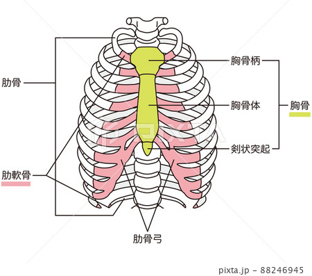 肋骨のイラスト素材