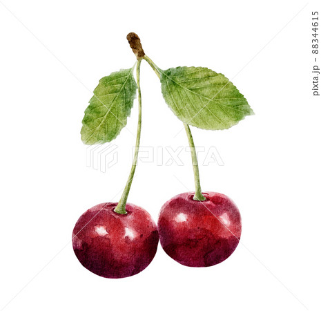 サクランボ さくらんぼ チェリー 葉っぱのイラスト素材