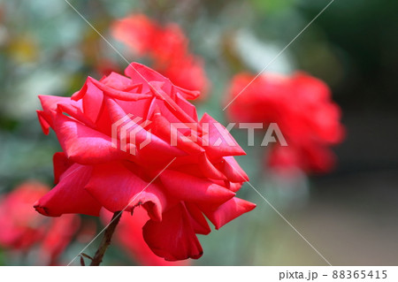 トゲのある花の写真素材