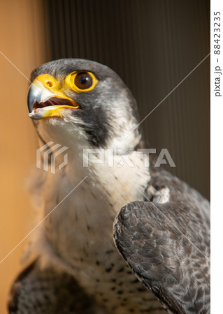 はやぶさ 鳥の写真素材