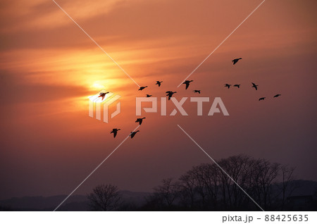 夕焼け 鳥 野鳥 雁の写真素材 - PIXTA