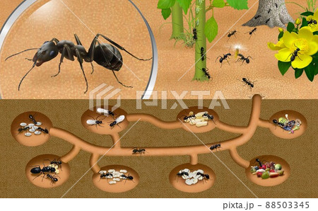 アリ 蟻 のイラスト素材集 ピクスタ