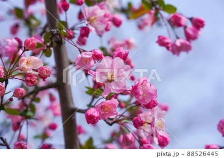 海棠 白 花 植物の写真素材