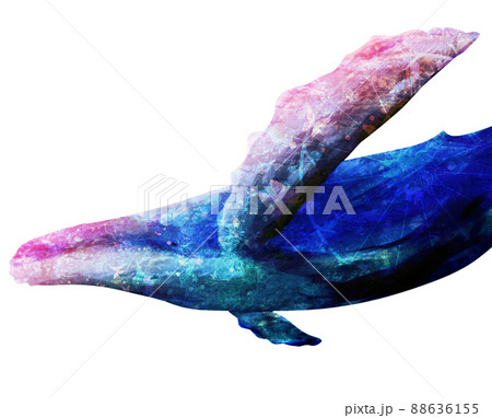 ザトウクジラのイラスト素材