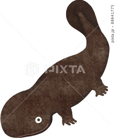オオサンショウウオのイラスト素材