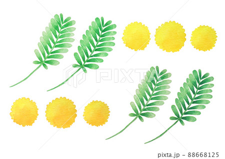 アカシア 葉の写真素材