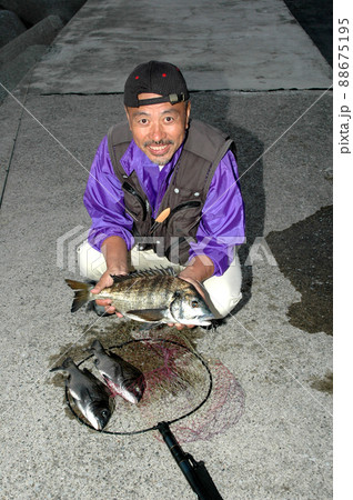 クロダイ チンチン チヌの写真素材