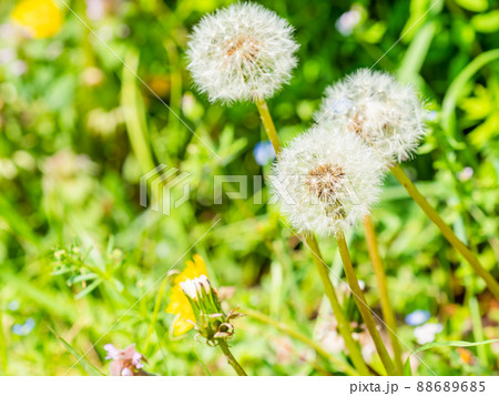 綿毛 種 雑草 植物の写真素材