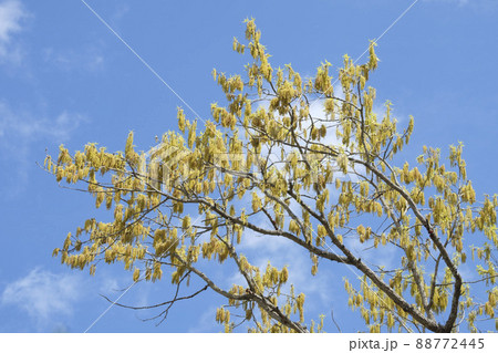 クヌギの花の写真素材